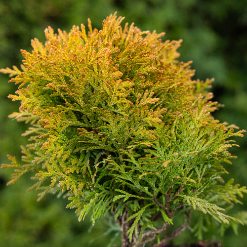 Туя западная Мириам купить в Нижнем Новгороде