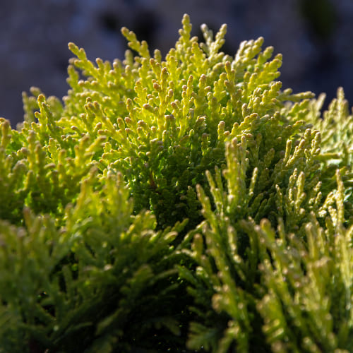 Туя западная Мириам купить в Нижнем Новгороде