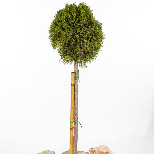 Туя западная Смарагд Бол купить в Нижнем Новгороде