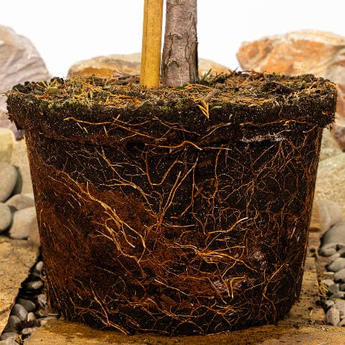 Туя западная Смарагд Бол купить в Нижнем Новгороде