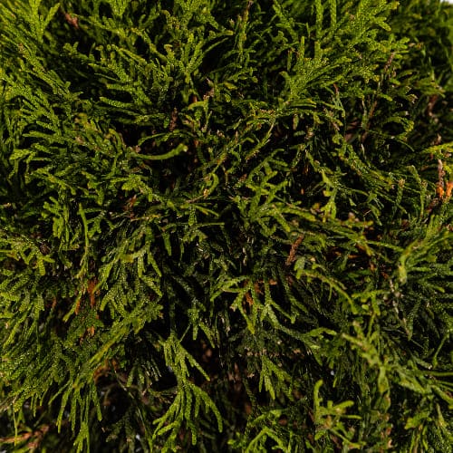 Туя западная Смарагд Бол купить в Нижнем Новгороде