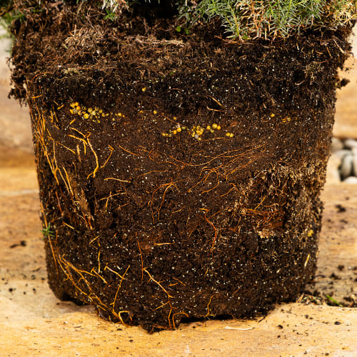 Туя западная Тедди купить в Нижнем Новгороде