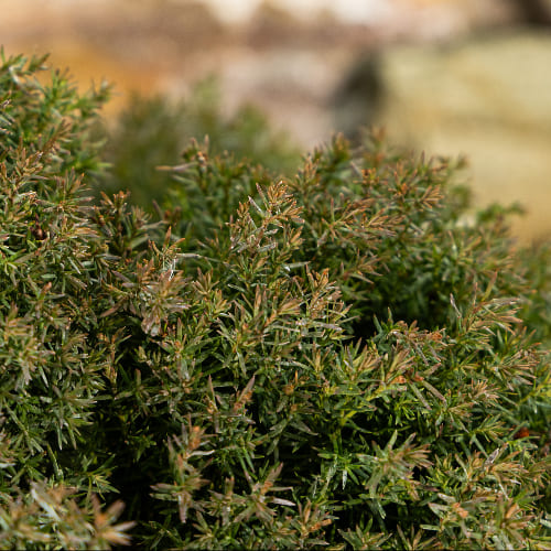 Туя западная Тедди купить в Нижнем Новгороде