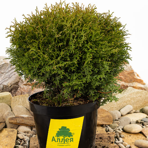 Туя западная Тини Тим купить в Нижнем Новгороде