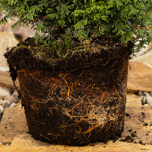 Туя западная Тини Тим купить в Нижнем Новгороде