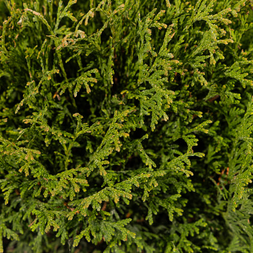 Туя западная Тини Тим купить в Нижнем Новгороде