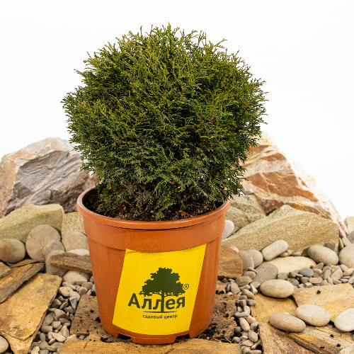 Туя западная Тини Тим купить в Нижнем Новгороде