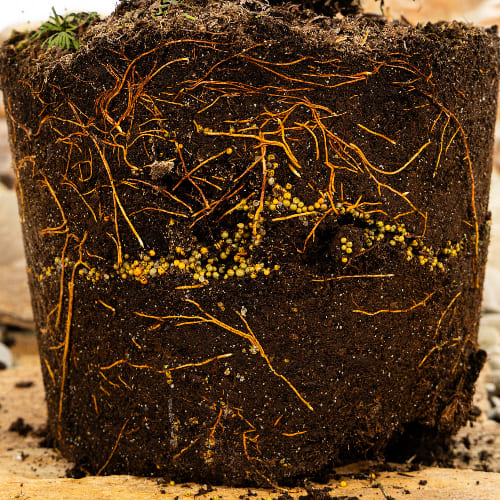 Туя западная Тини Тим купить в Нижнем Новгороде