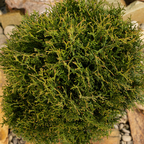 Туя западная Тини Тим купить в Нижнем Новгороде