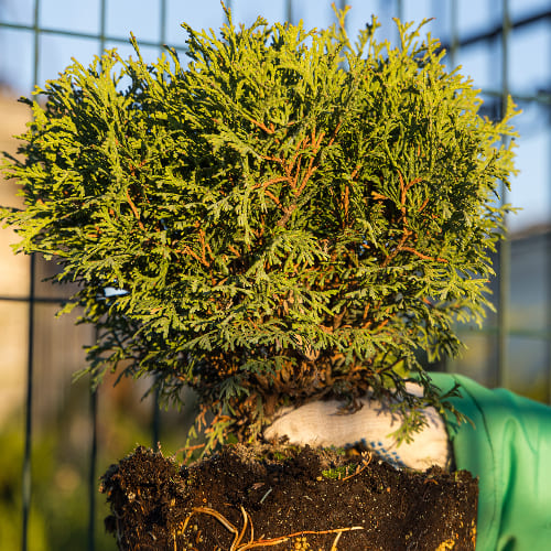 Туя западная Тини Тим купить во Владимире