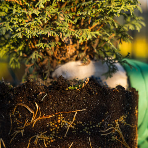 Туя западная Тини Тим купить во Владимире