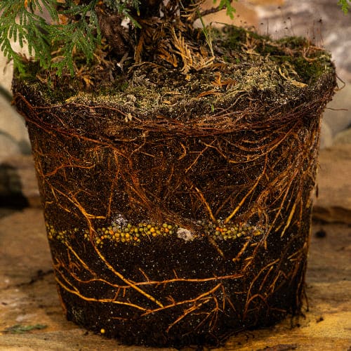 Туя западная Вудварди купить в Нижнем Новгороде