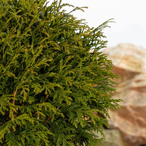 Туя западная Вудварди купить в Нижнем Новгороде