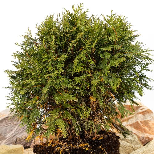 Туя западная Вудварди купить в Нижнем Новгороде