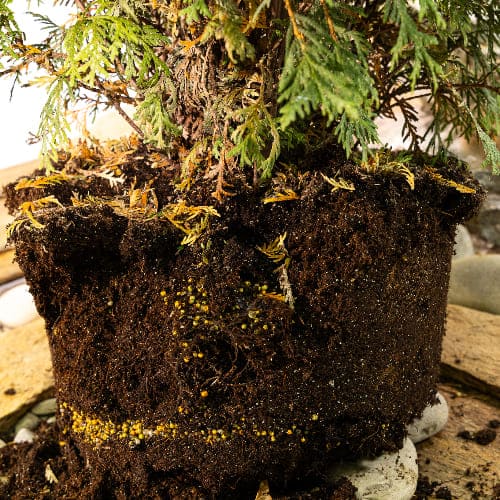 Туя западная Вудварди купить в Нижнем Новгороде