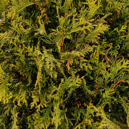 Туя западная Вудварди купить в Нижнем Новгороде