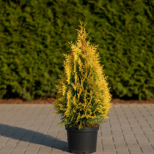 Туя западная Еллоу Даймонд купить во Владимире