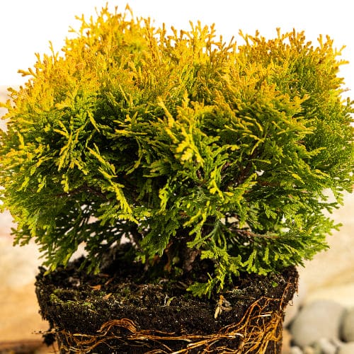 Туя западная Еллоу Даймонд купить во Владимире