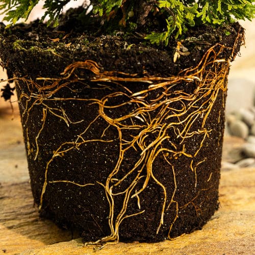 Туя западная Еллоу Даймонд купить во Владимире