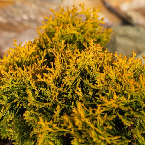 Туя западная Еллоу Даймонд купить во Владимире