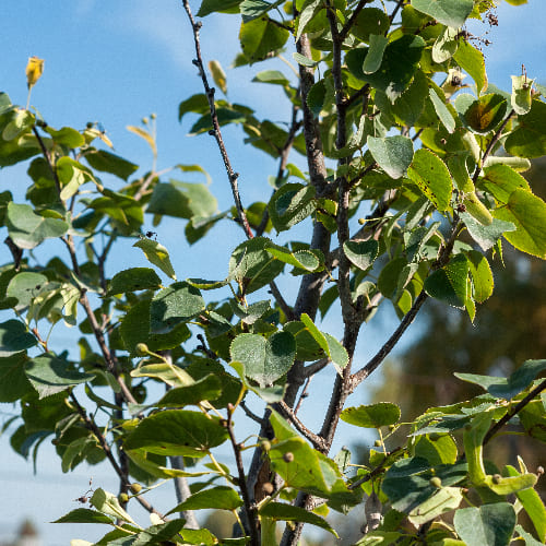 Липа мелколистная Болье купить в Нижнем Новгороде