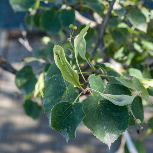 Липа мелколистная Болье купить в Нижнем Новгороде