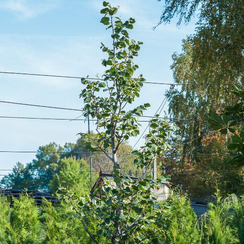 Липа мелколистная Болье купить в Нижнем Новгороде
