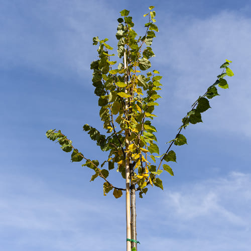 Липа мелколистная Гринспайре купить в Нижнем Новгороде