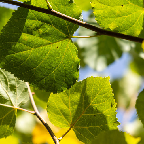 Липа мелколистная Гринспайре купить в Нижнем Новгороде