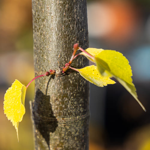 Липа мелколистная Гринспайре купить в Нижнем Новгороде