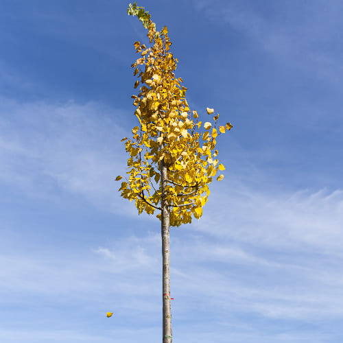 Липа мелколистная Гринспайре купить в Нижнем Новгороде