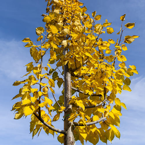Липа мелколистная Гринспайре купить в Нижнем Новгороде