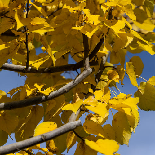 Липа мелколистная Гринспайре купить в Нижнем Новгороде
