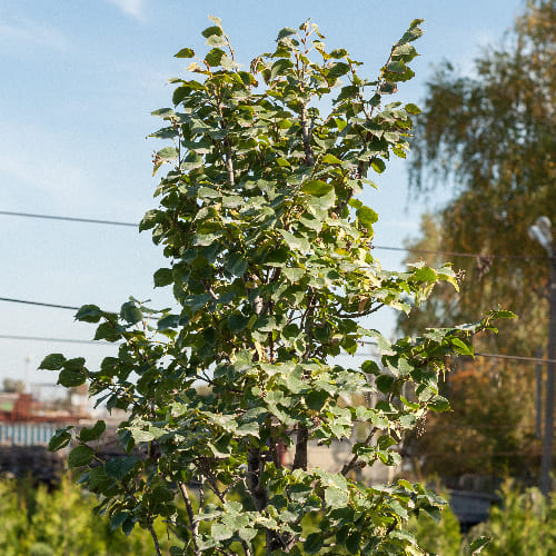 Липа мелколистная Ранчо купить в Нижнем Новгороде