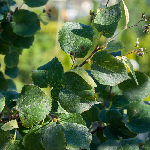 Липа мелколистная Ранчо купить в Нижнем Новгороде
