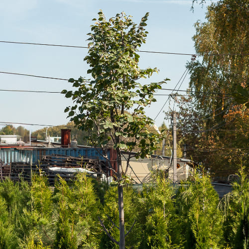 Липа мелколистная Ранчо купить в Нижнем Новгороде