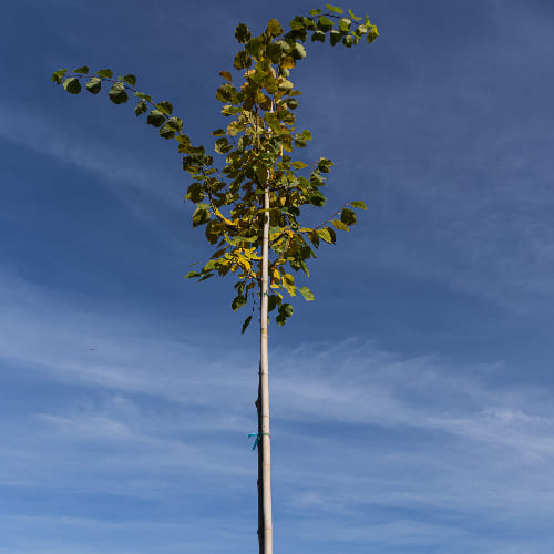 Липа европейская Паллида купить во Владимире