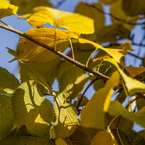 Липа европейская Паллида купить во Владимире