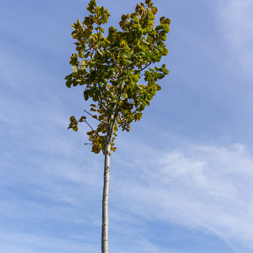 Липа мелколистная Рубра купить в Нижнем Новгороде