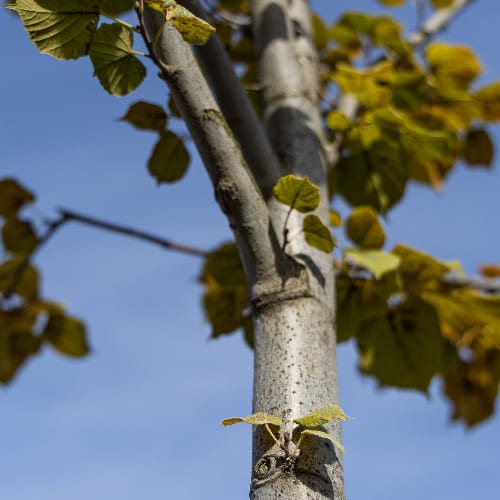 Липа мелколистная Рубра купить в Нижнем Новгороде
