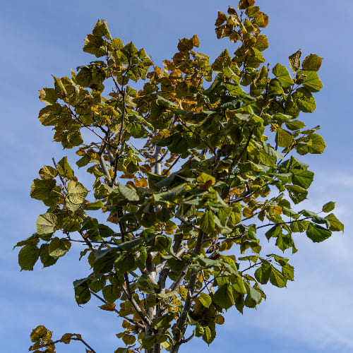 Липа мелколистная Рубра купить в Нижнем Новгороде
