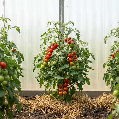 Томат черри Мальвина купить в Кирове