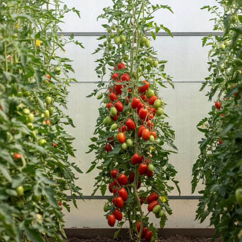 Томат Де барао купить во Владимире