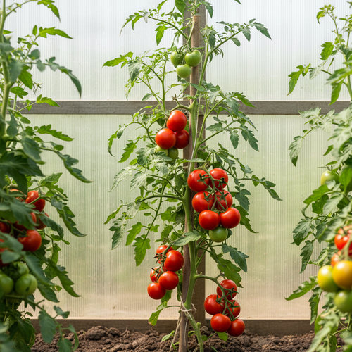 Томат Ля-Ля-Фа купить в Костроме