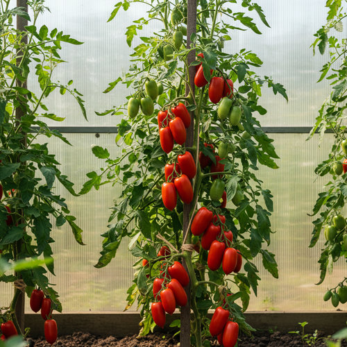 Томат Минусинские стаканы купить во Владимире