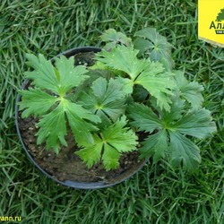 Купальница китайская Голден Куин купить в Ярославле