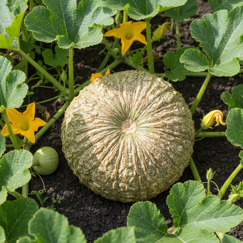 Тыква Ананасная купить в Пензе