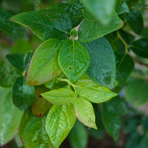 Голубика высокорослая Блюкроп купить в Нижнем Новгороде