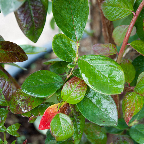 Голубика высокорослая Блюкроп купить в Нижнем Новгороде
