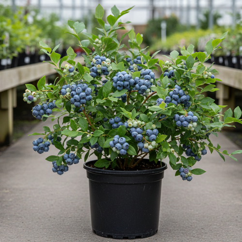 Голубика высокорослая Блюголд купить во Владимире